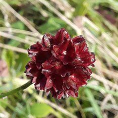 Blüte / Sandra Kurz-Schneider