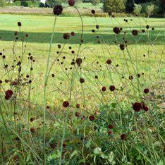 Blüten / Sandra Kurz-Schneider