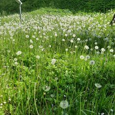 Blumenwiese / Sandra Kurz-Schneider