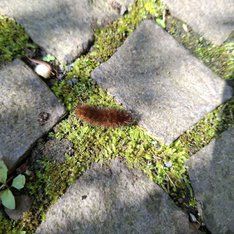 Blumenwiese / Sandra Kurz-Schneider