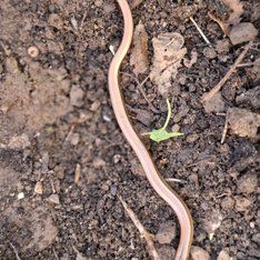 Blumenwiese / Sandra Kurz-Schneider