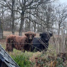 Tiere aus Saßmicke / S. Kurz-Schneider