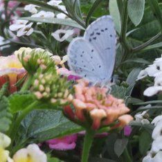 Dunkle Wiesenknopf-Ameisenbläuling/N. Rabenstein