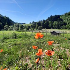 Blume / Nicole Rabenstein