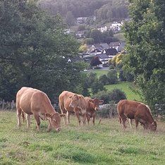 Kühe aus Saßmicke / S.Kurz-Schneider