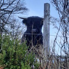 Tiere aus Saßmicke / S.Kurz-Schneider